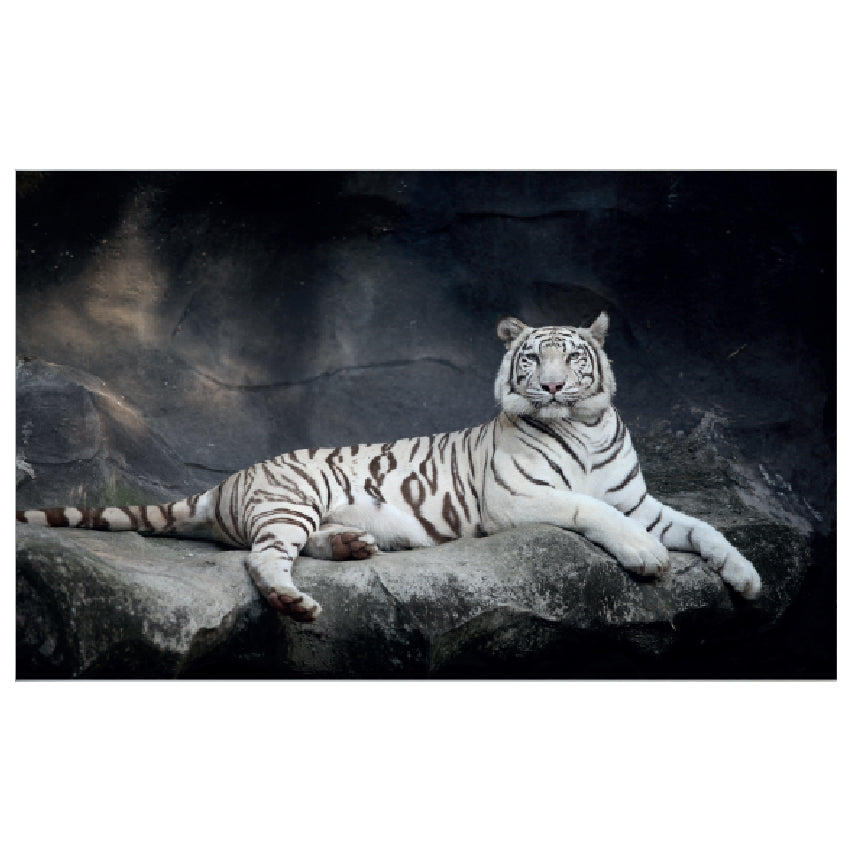 WG033 White Tiger Printed Wall Sticker Vinyl Various Sizes