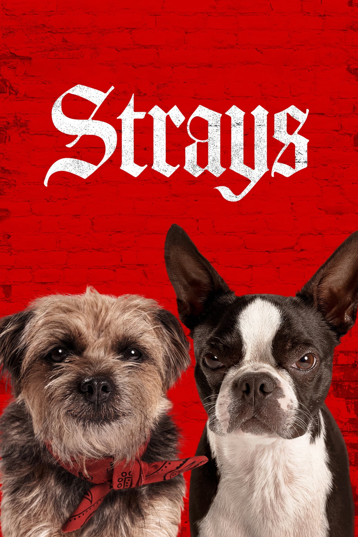 Strays (2023) Film/Movie Premium Waterproof & Tear Resistant Posters