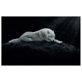 WG004 Winter Wolf Lying on the Earth Wall Sticker Vinyl Available in 3 Sizes