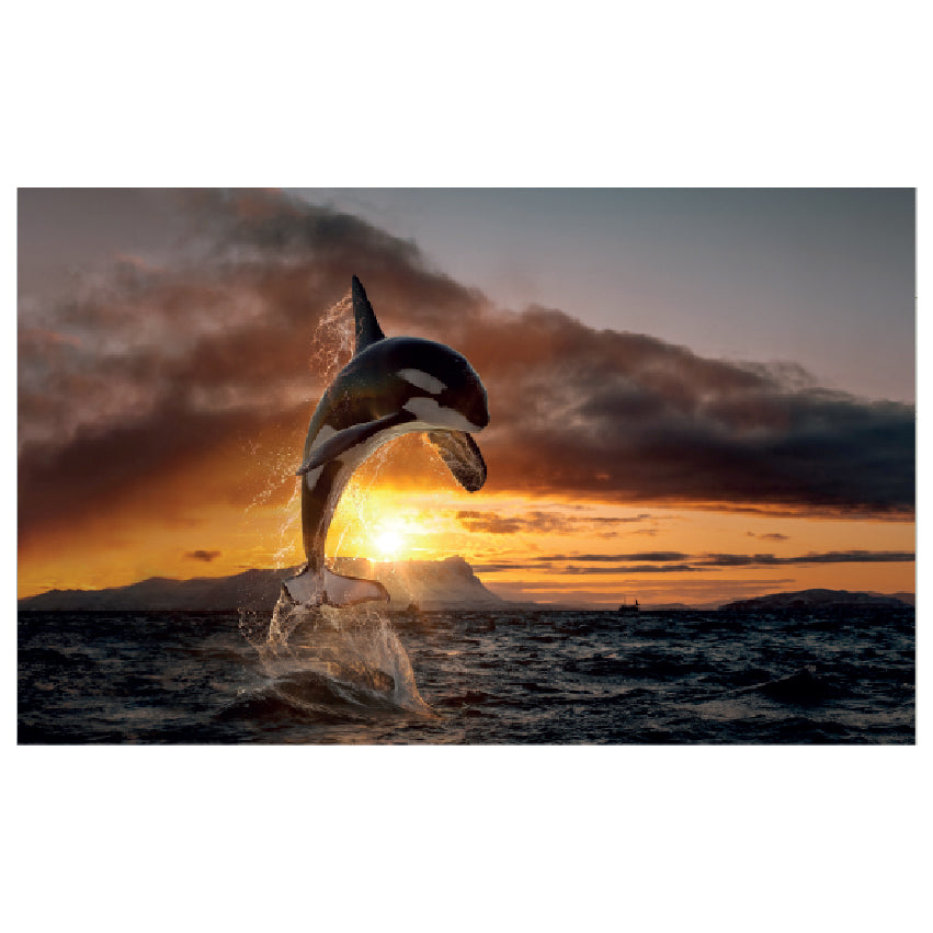 WG017 Orca Whale Jumping In Sea At Night Wall Sticker Vinyl Available in 3 Sizes
