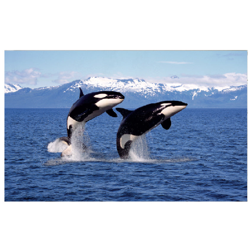 WG018 Two Orcas Jumping In The Sea Wall Sticker Vinyl Available in 3 Sizes