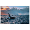 WG019 Killer Whale Printed Wall Sticker Vinyl Various Sizes