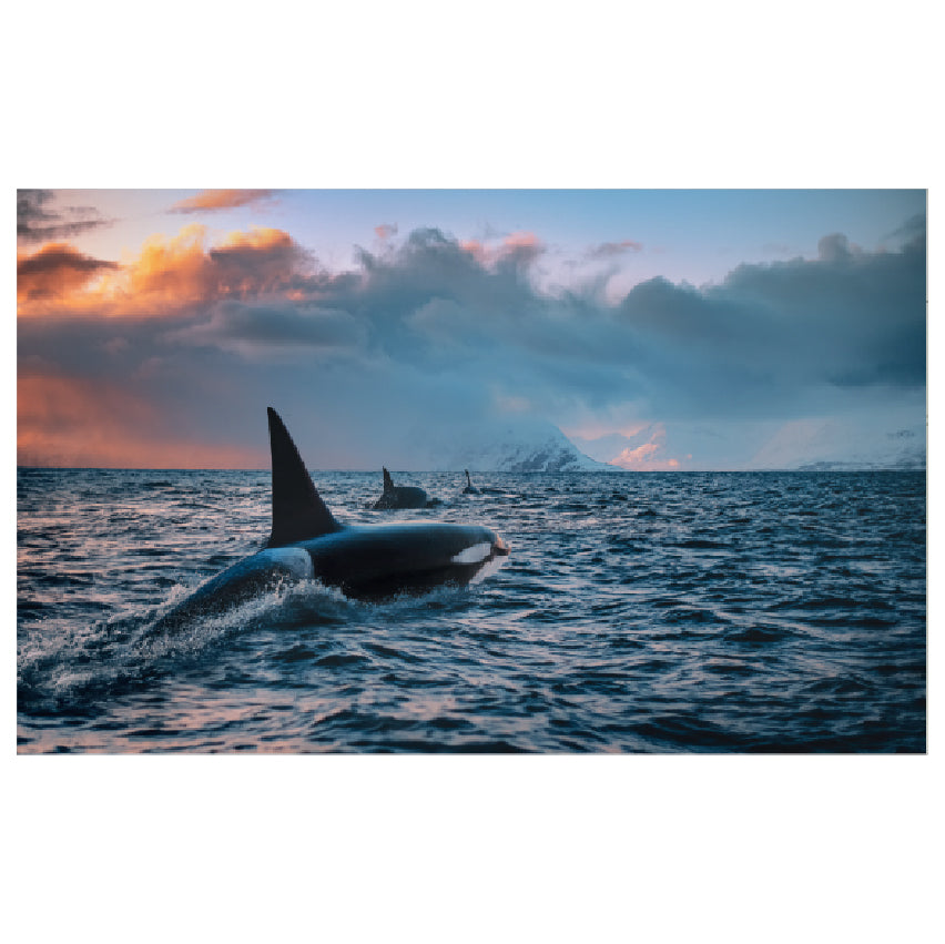 WG019 Orca in the Choppy Sea Wall Sticker Vinyl Available in 3 Sizes