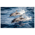 WG021 Two dolphins Swimming In The Sea Wall Sticker Vinyl Available in 3 Sizes