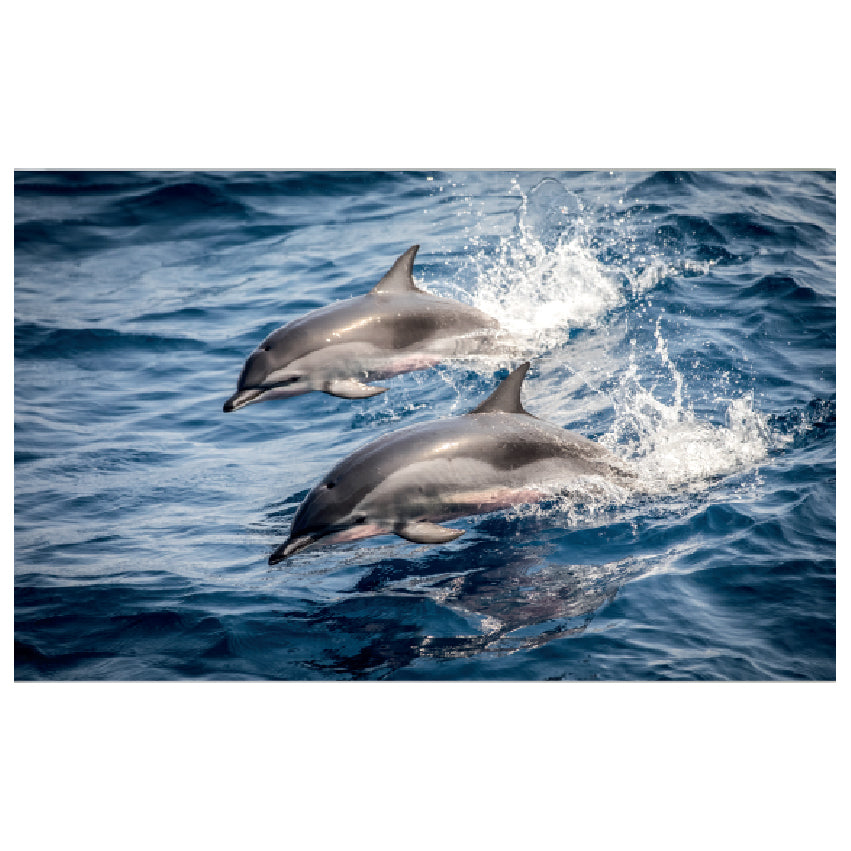WG021 Two dolphins Swimming In The Sea Wall Sticker Vinyl Available in 3 Sizes