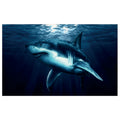 WG022 Shark Swimming Under Water In The Deep Blue Sea Wall Sticker Vinyl Available in 3 Sizes