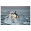 WG023 Shark Jumping Printed Wall Sticker Vinyl Various Sizes