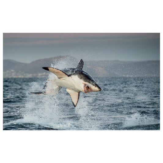 WG023 Shark Jumping Printed Wall Sticker Vinyl Various Sizes