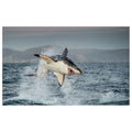 WG023 Shark Jumping Out The Water Wall Sticker Vinyl Available in 3 Sizes