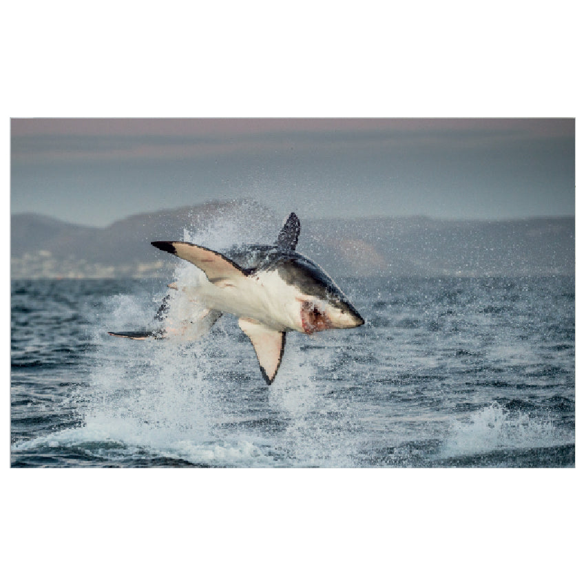 WG023 Shark Jumping Out The Water Wall Sticker Vinyl Available in 3 Sizes