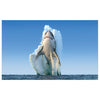 WG024 Shark Printed Wall Sticker Vinyl Various Sizes