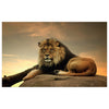 WG026 Lion Printed Wall Sticker Vinyl Various Sizes
