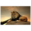 WG026 Barbary Lion on a Rock at Sunset Wall Sticker Vinyl Available in 3 Sizes