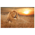 WG027 North African Lion In Sunset Wall Sticker Vinyl Available in 3 Sizes