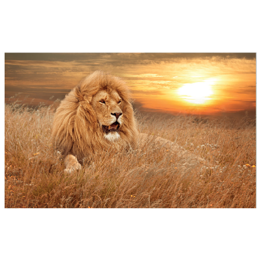 WG027 North African Lion In Sunset Wall Sticker Vinyl Available in 3 Sizes