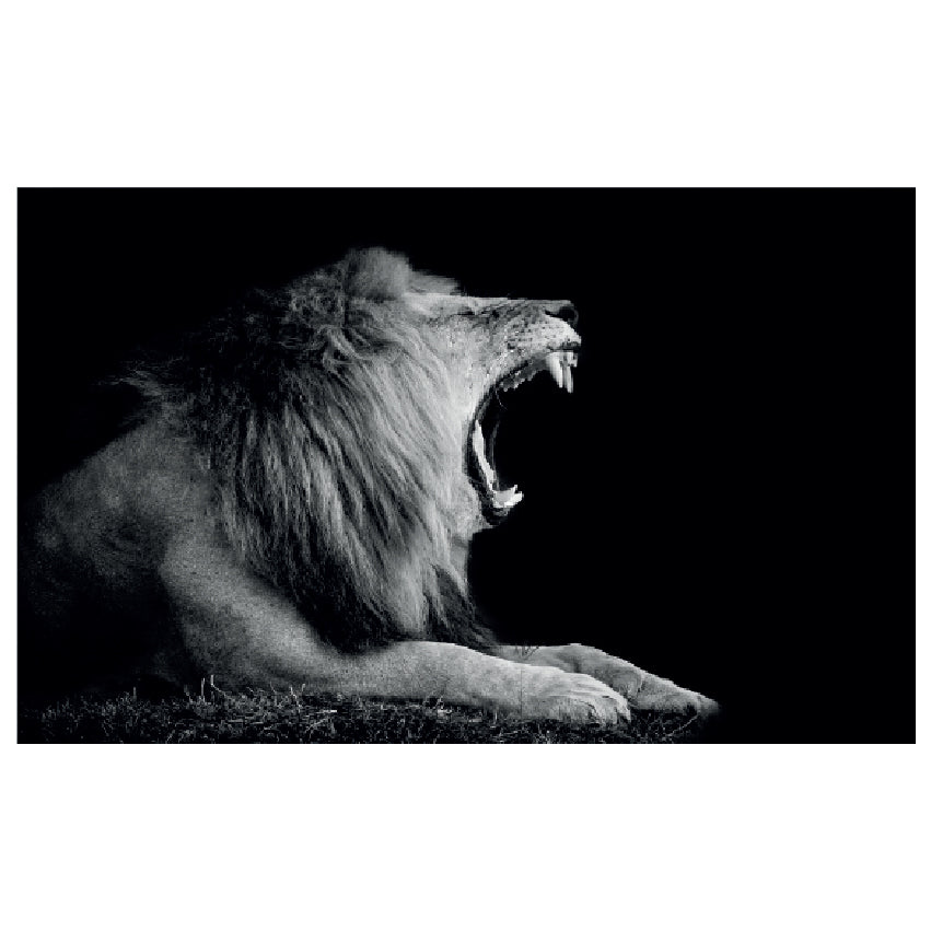 WG028 Black and White African Lion Roaring Wall Sticker Vinyl Available in 3 Sizes