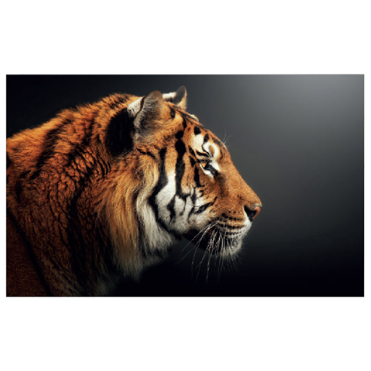 WG031 Tiger Printed Wall Sticker Vinyl Various Sizes