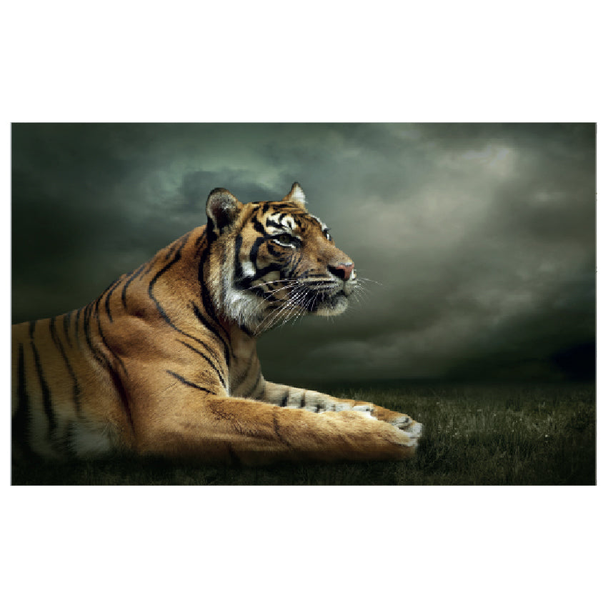 WG032 Tiger Looking & Watching Wall Sticker Vinyl Available in 3 Sizes