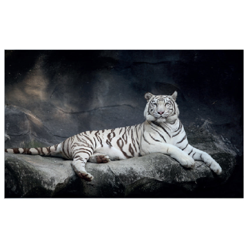 WG033 White African Tiger Lying On A Rock Wall Sticker Vinyl Available in 3 Sizes