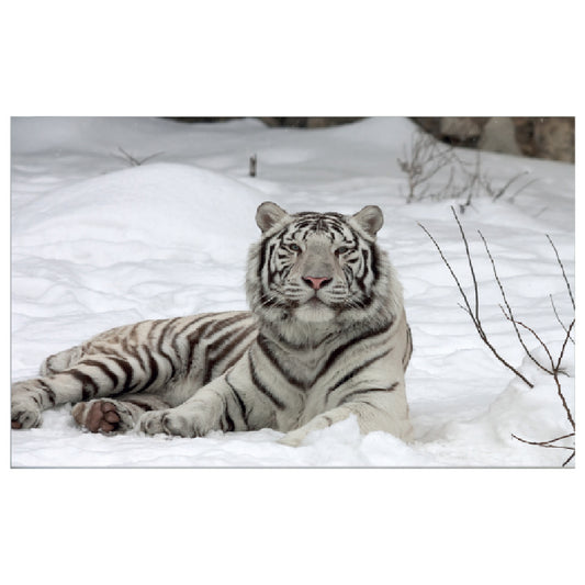 WG037 White Tiger in Snow Printed Wall Sticker Vinyl Various Sizes