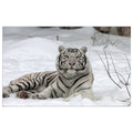 WG037 White Tiger Lying In The Snow Wall Sticker Vinyl Available in 3 Sizes