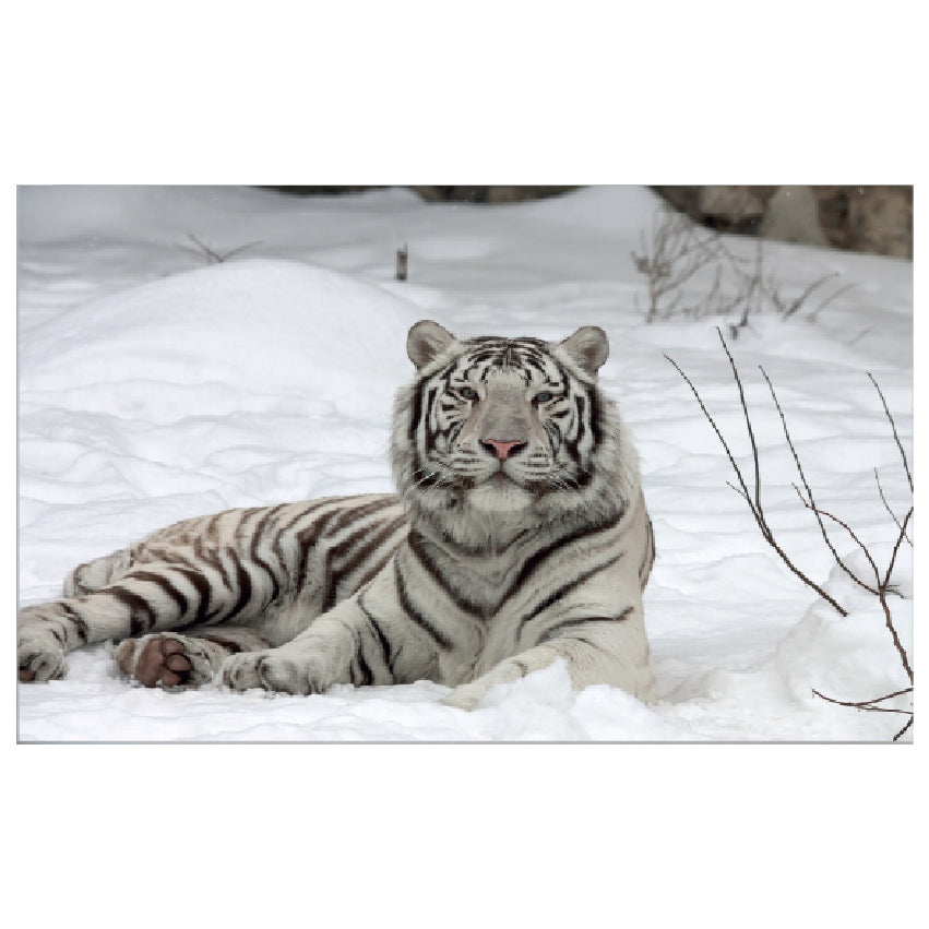 WG037 White Tiger Lying In The Snow Wall Sticker Vinyl Available in 3 Sizes