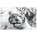 WG041 Black and White Tiger Wall Sticker Vinyl Available in 3 Sizes