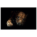 WG042 Wild Leopard Wall Sticker Vinyl Available in 3 Sizes