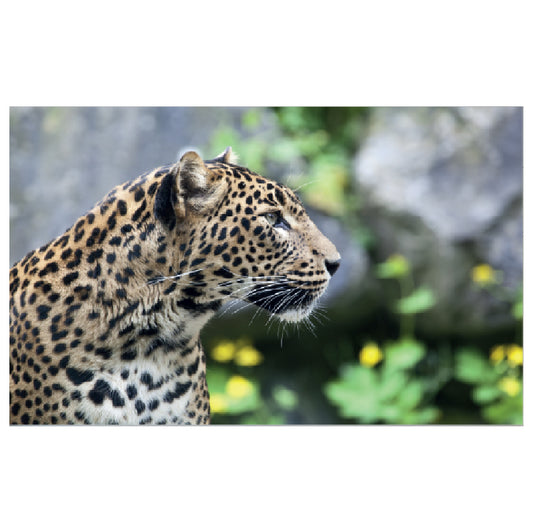 WG043 Leopard Printed Wall Sticker Vinyl Various Sizes