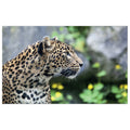 WG043 Wild Leopard In The Forrest Wall Sticker Vinyl Available in 3 Sizes