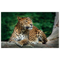 WG044 Leopard Lying on Tree Wall Sticker Vinyl Available in 3 Sizes