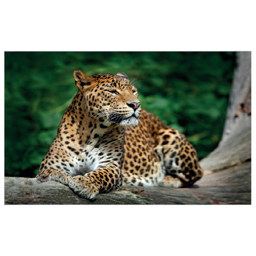 WG044 Leopard Lying on Tree Wall Sticker Vinyl Available in 3 Sizes