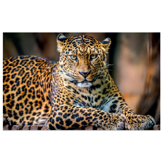WG045 Leopard Printed Wall Sticker Vinyl Various Sizes