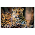 WG045 Leopard Lying Down Wall Sticker Vinyl Available in 3 Sizes