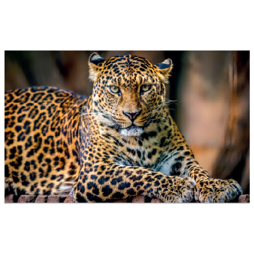 WG045 Leopard Lying Down Wall Sticker Vinyl Available in 3 Sizes