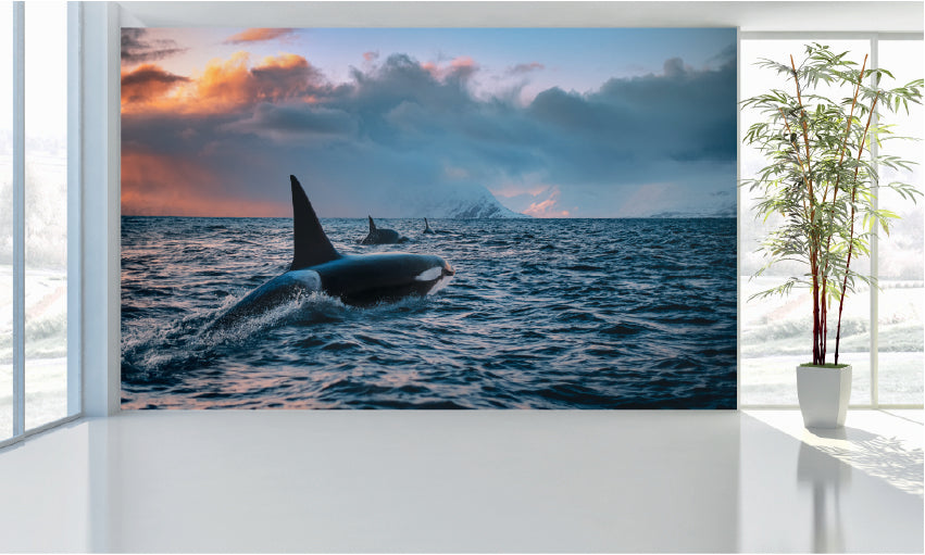 WM019 Whales Wall Murals WallPaper Print Decal sticker