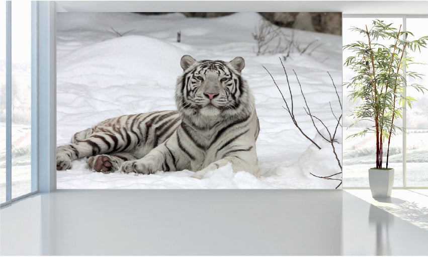 WM037 White Tiger in Snow Wall Murals WallPaper Print Decal sticker