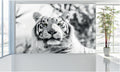 WM041 White Tiger Wall Murals WallPaper Print Decal sticker