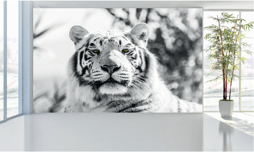 WM041 White Tiger Wall Murals WallPaper Print Decal sticker