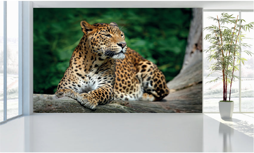 WM044 Leopard Wall Murals WallPaper Print Decal sticker