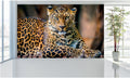 WM045 Leopard Wall Murals WallPaper Print Decal sticker