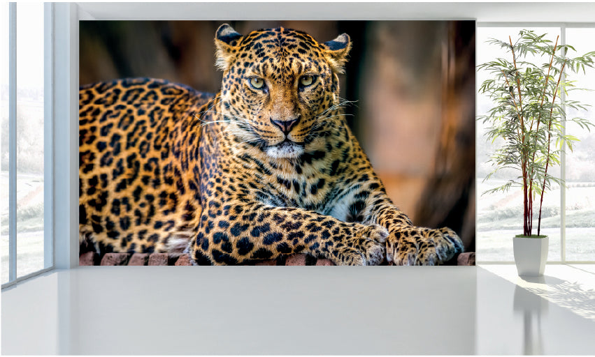 WM045 Leopard Wall Murals WallPaper Print Decal sticker