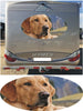 MH10 Golden Labrador 1000mm graphics stickers campervan caravan horsebox motorhome